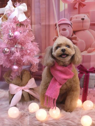 20241204バーディーくん